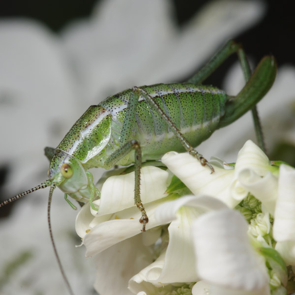 Phaneropteridae, Croazia, 22 mm, 05.2011 (femminile)